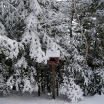 Birdfeeder in Feb 2012