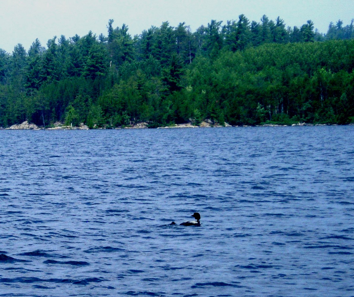 Baby Loon sighting while boater is threatened by papa loon nearby.