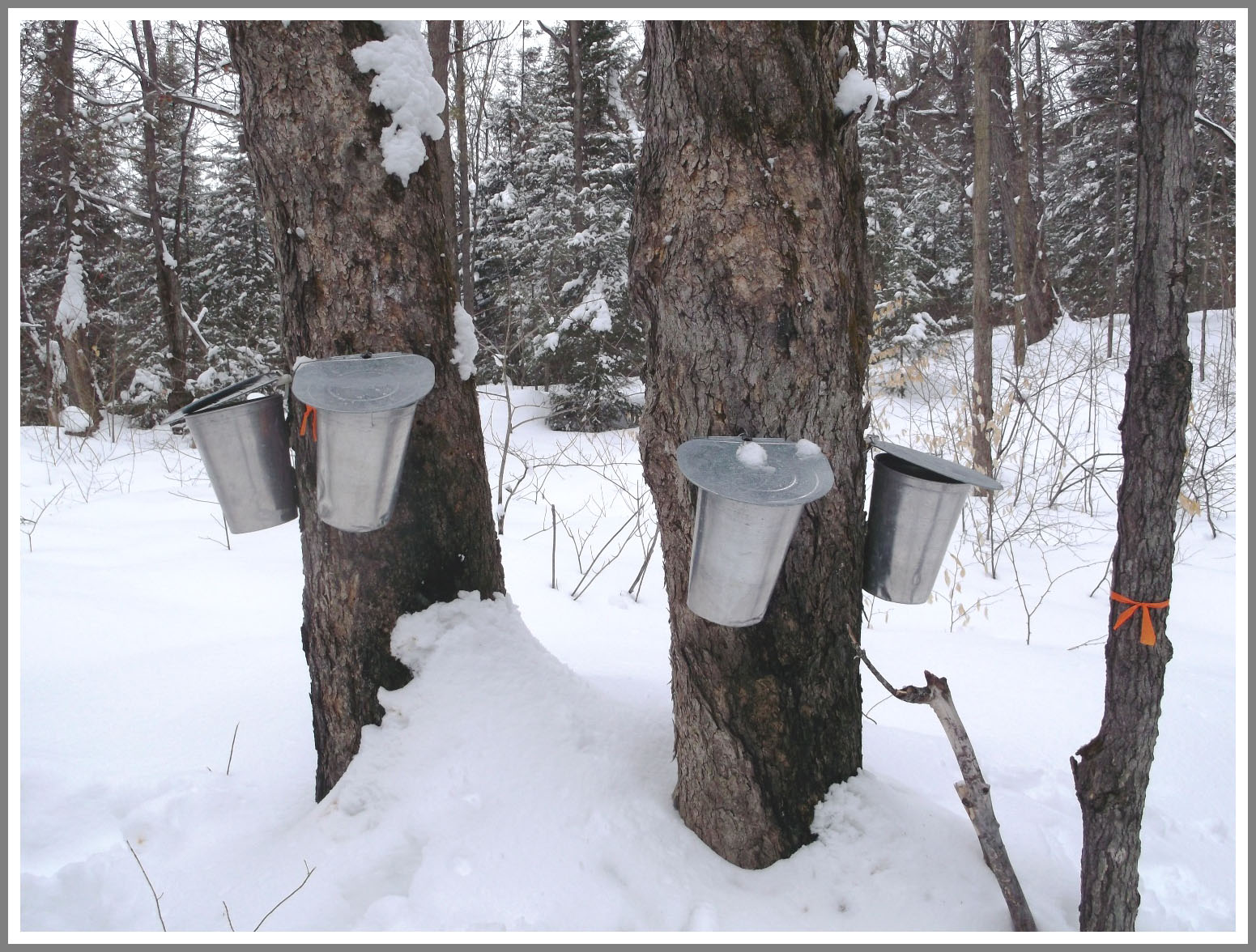 Maple syrup time is here - for Spring 2013 page