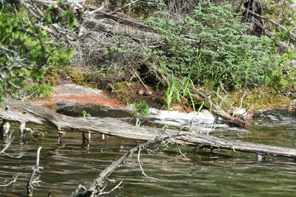 Loon Programs | Temagami Lakes Association