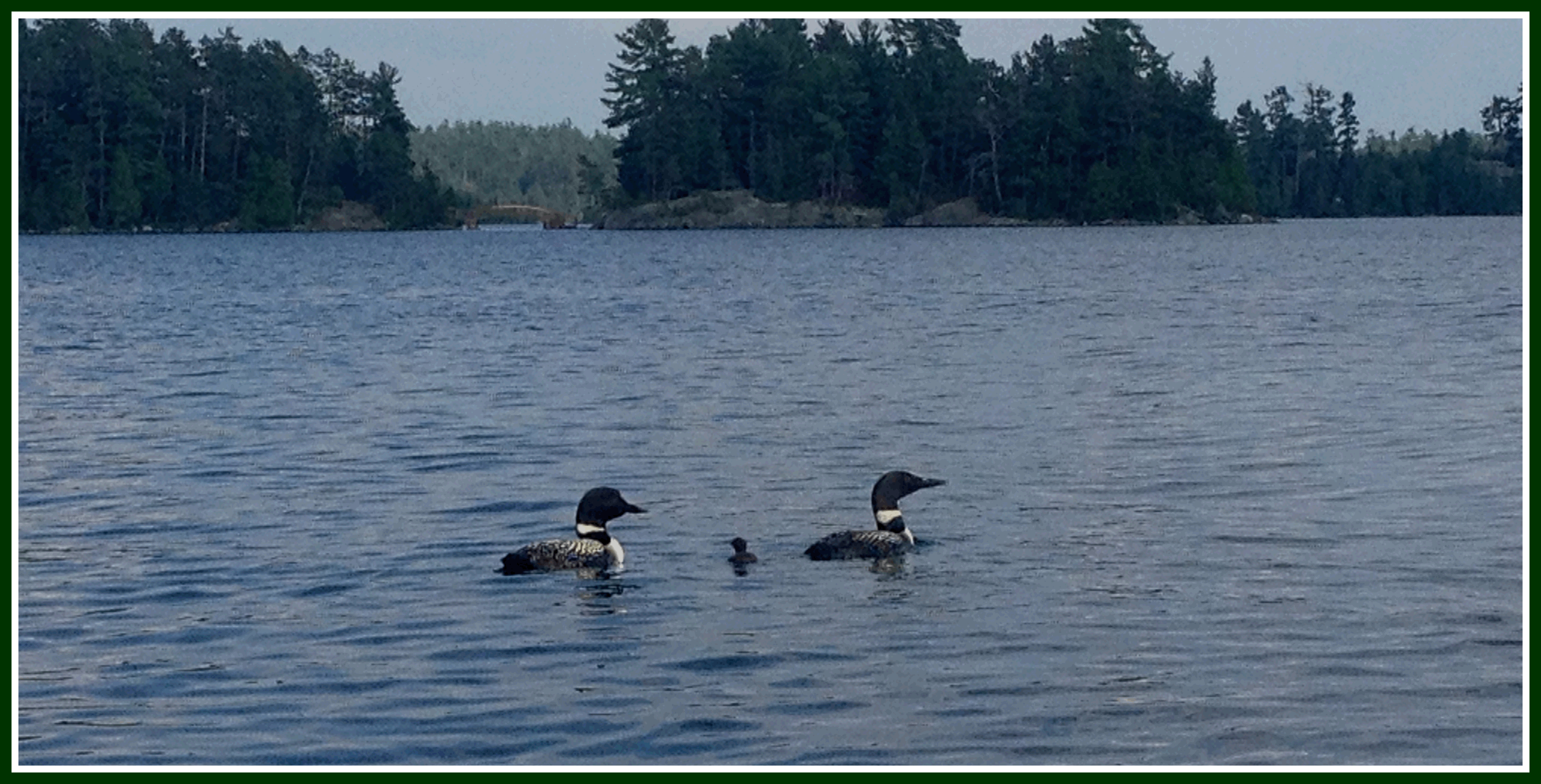 baby loon and parents