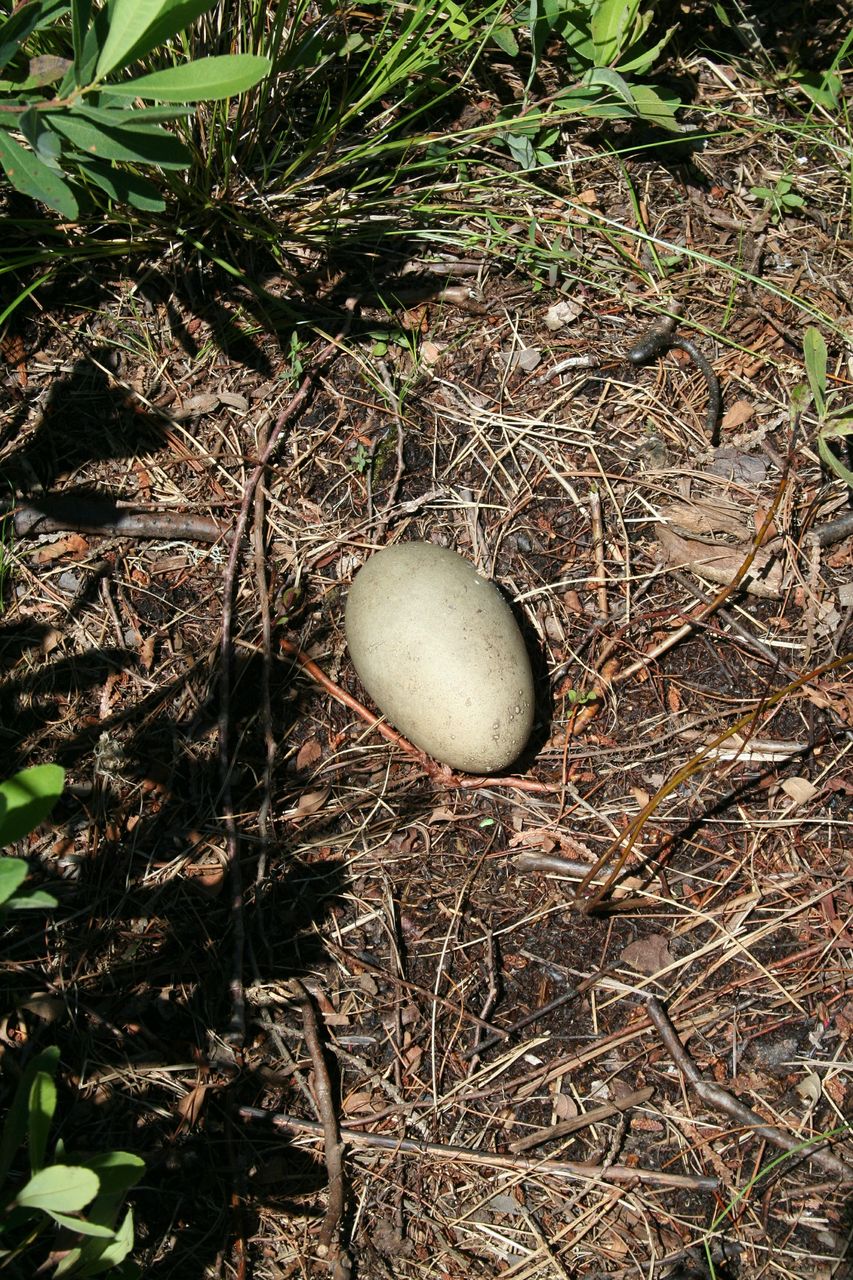 Loon Egg Spring 2014