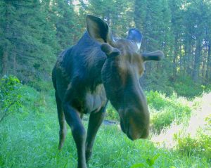 Keevil moose