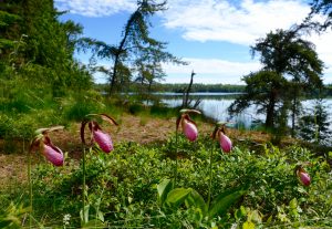 Keevil pink lady slippers